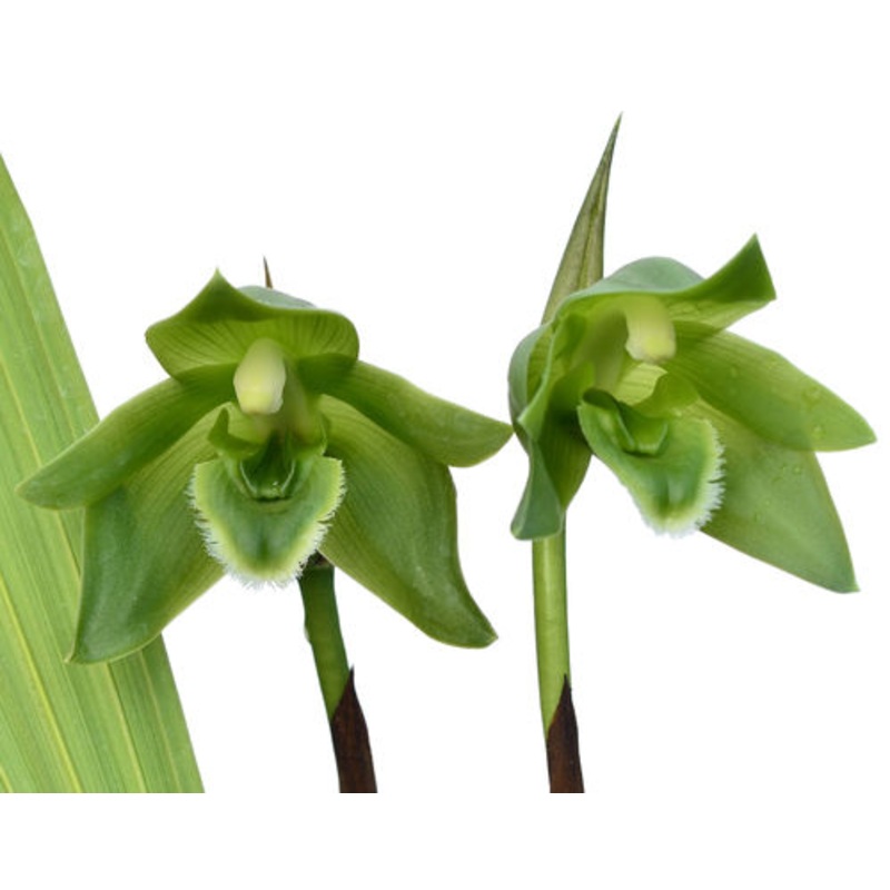 Lycaste locusta