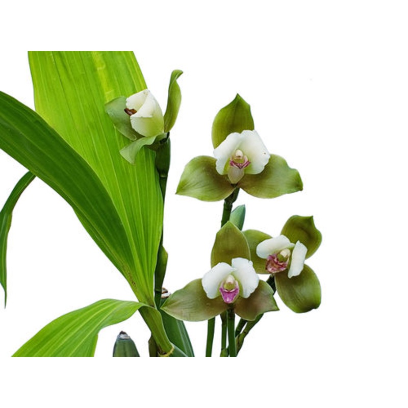 Lycaste puntarenasensis var boquete