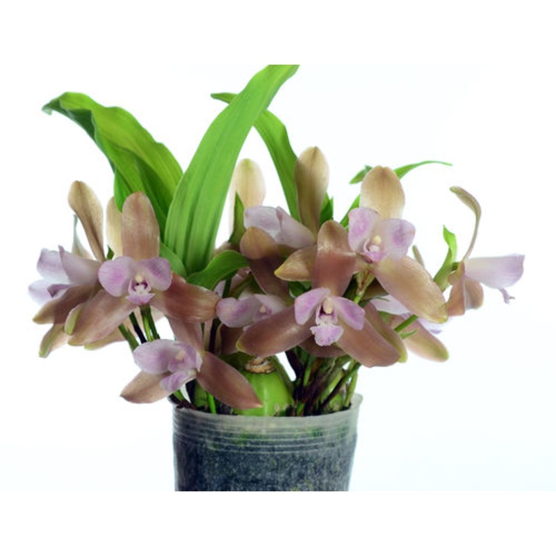 Lycaste tricolor