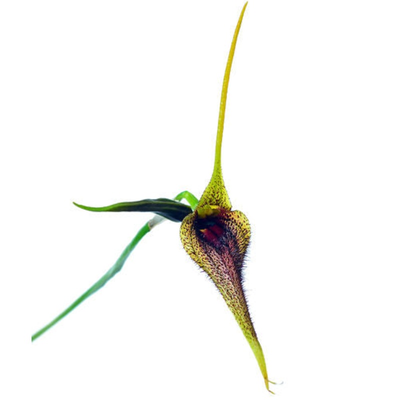 Masdevallia bennettii