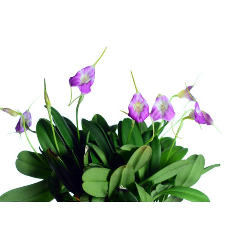 Masdevallia Cholita Cuencana