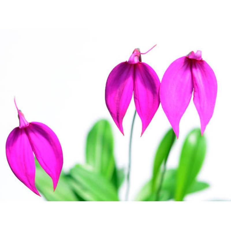 Masdevallia coccinea