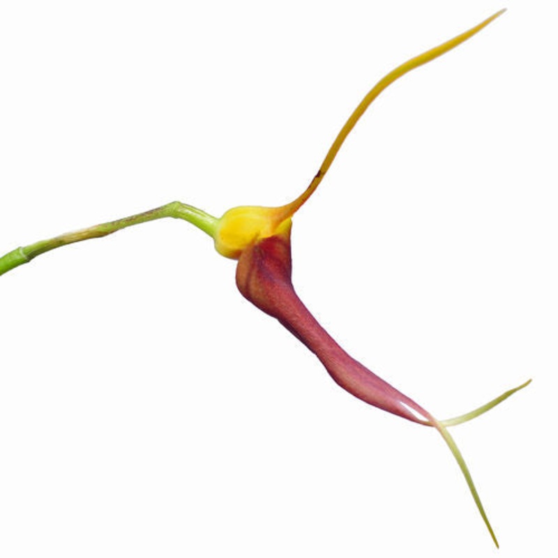 Masdevallia impostor