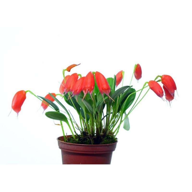 Masdevallia lucernula