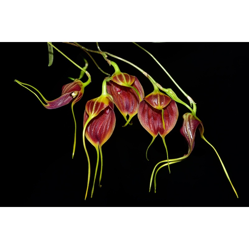 Masdevallia maduroi
