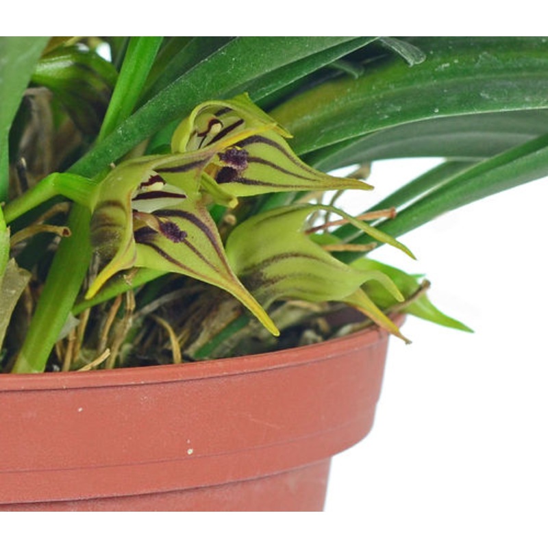 Masdevallia murex