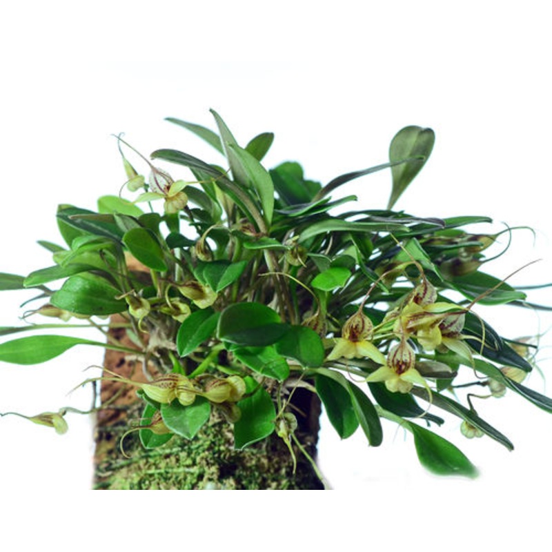 Masdevallia nidifica