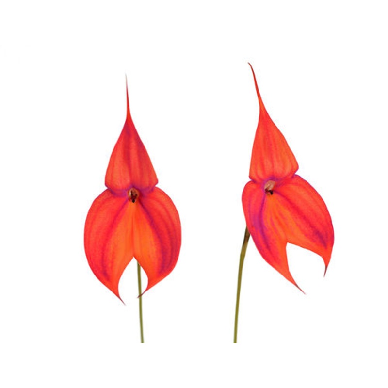 Masdevallia veitchiana
