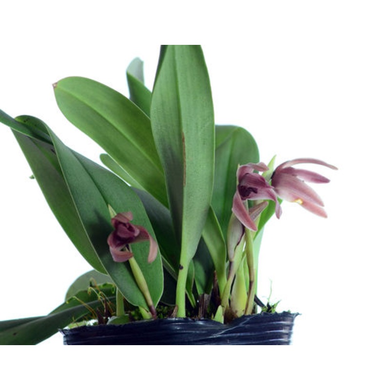 Maxillaria grandimentum