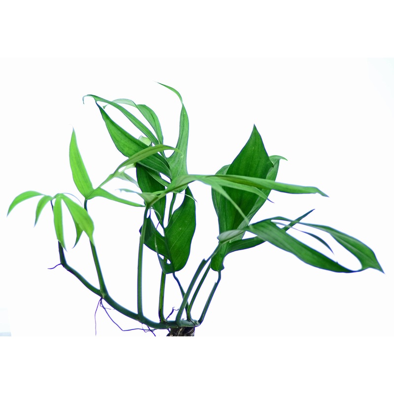 Monstera spruceana
