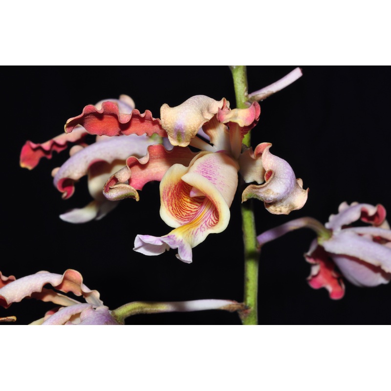 Myrmecophila tibicinis