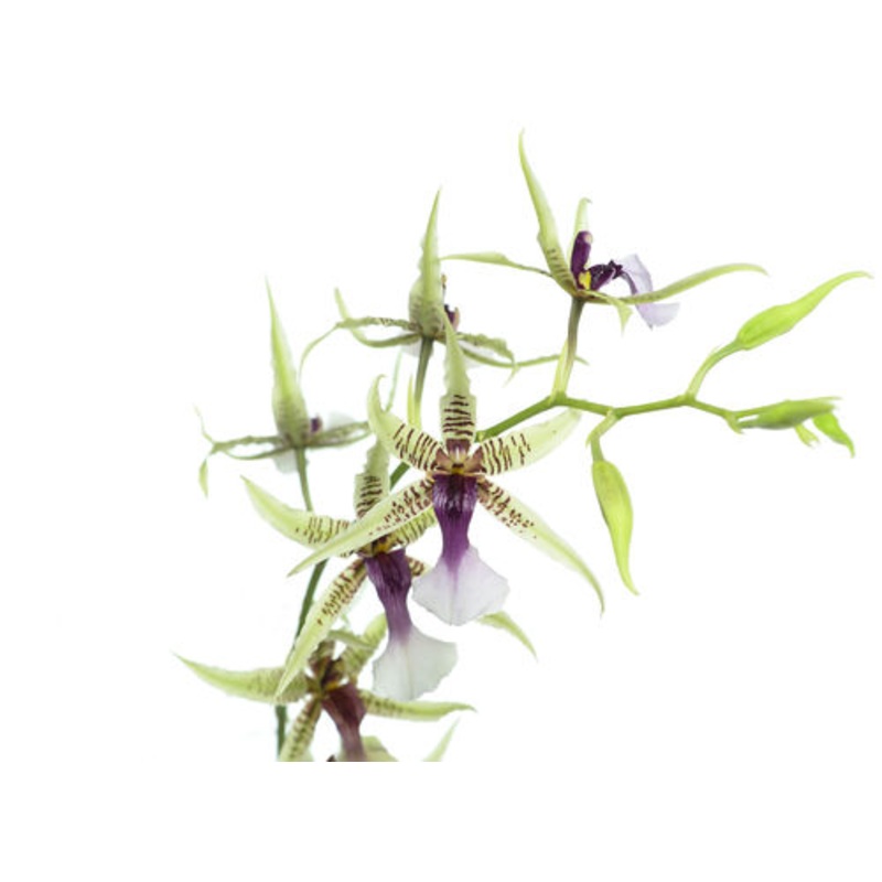 Oncidium hastilabium