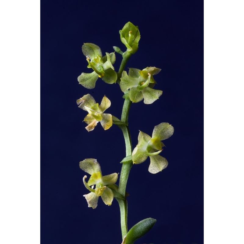 Ornithocephalus gladiatus