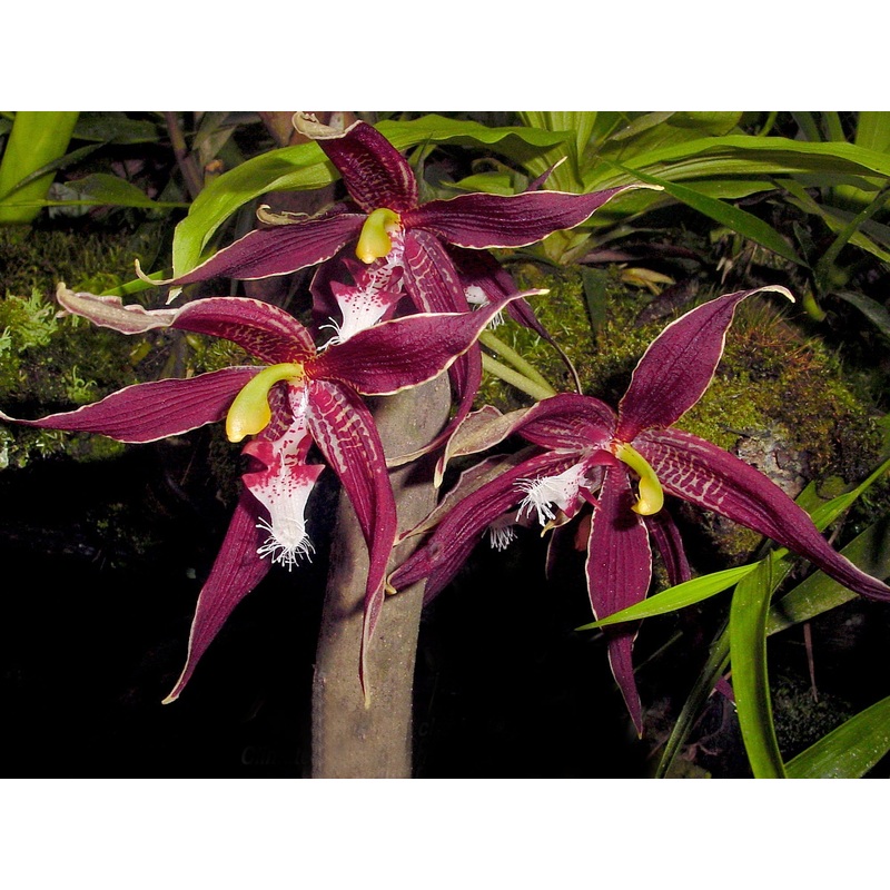 Paphinia neudeckeri