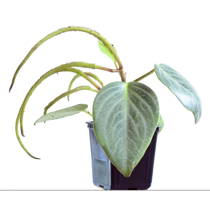 Peperomia maculosa