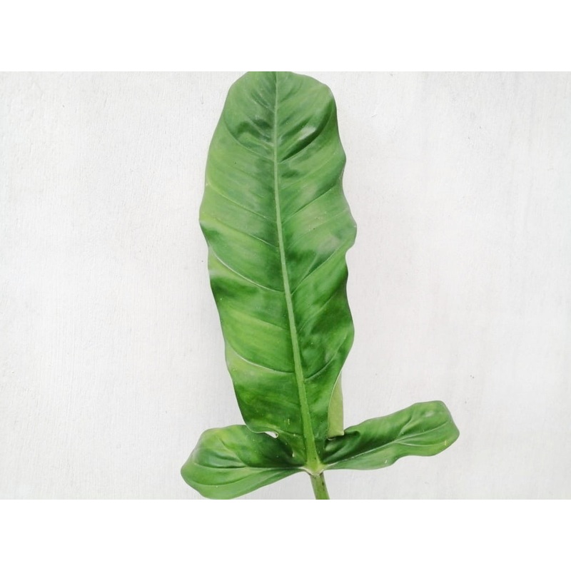 Philodendron barrosoanum giganteum