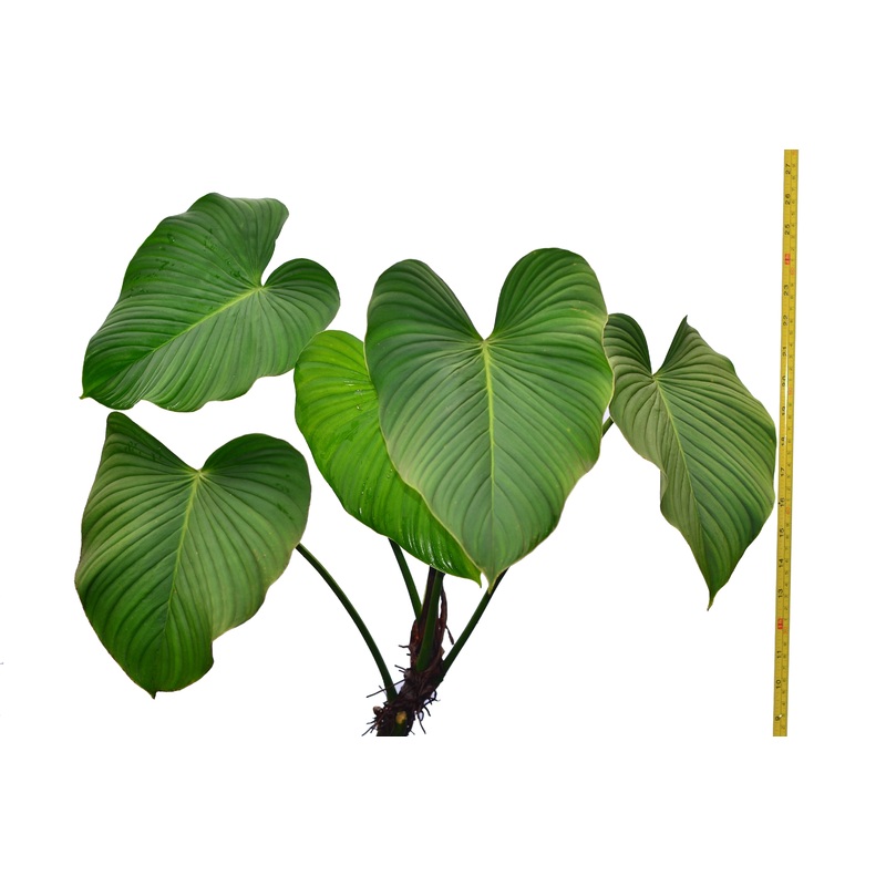 Philodendron rubrocinctum
