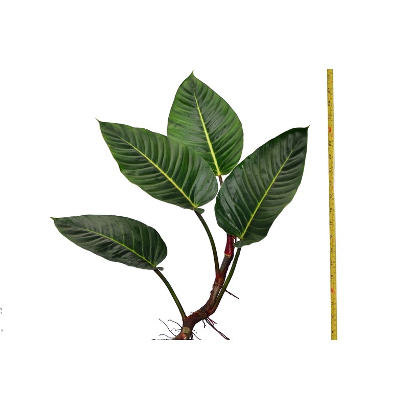 Philodendron wendlandii 2