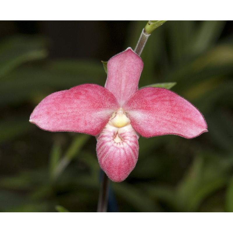 Phragmipedium Barbara LeAnn
