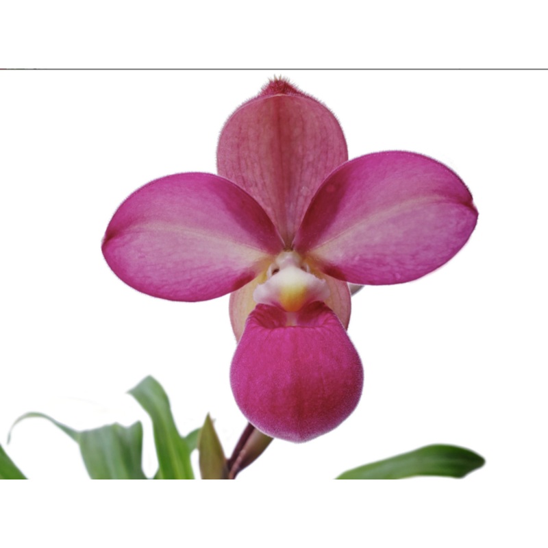 Phragmipedium Eumelia Arias