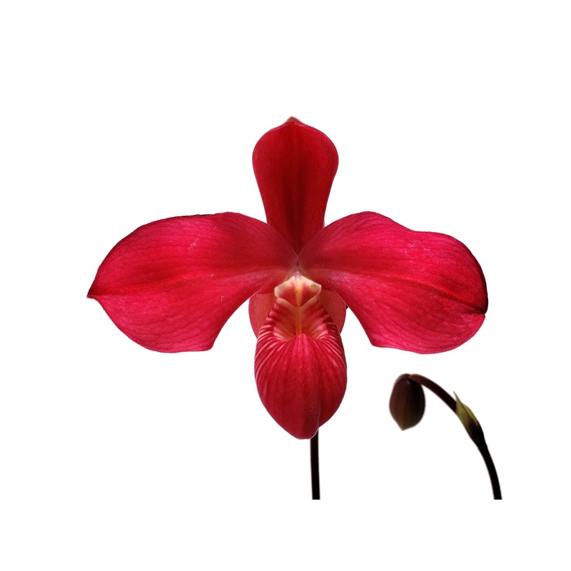 Phragmipedium Fritz Schomburg