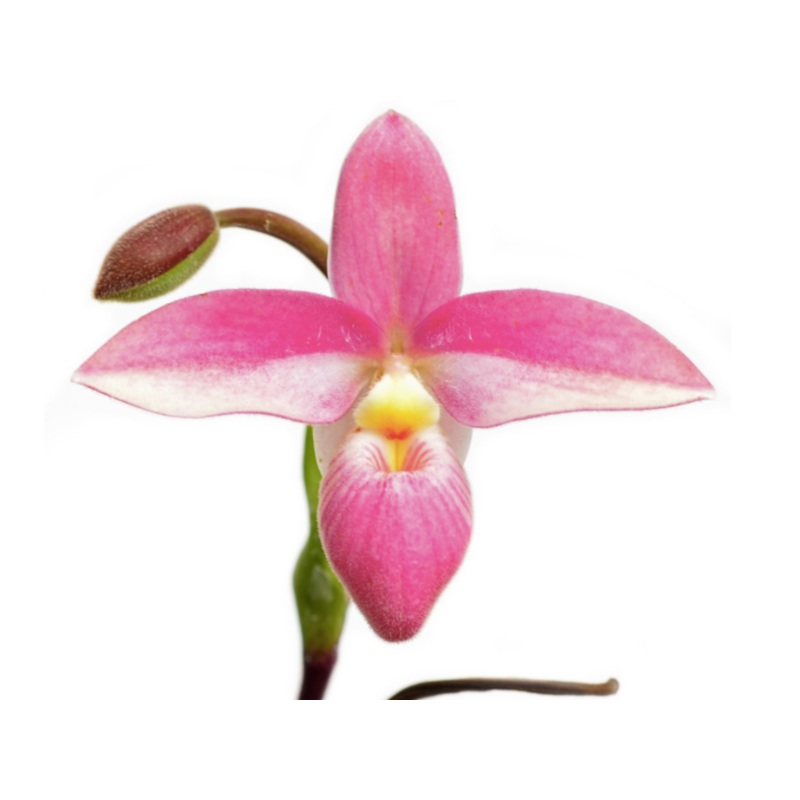 Phragmipedium Hanne Popow
