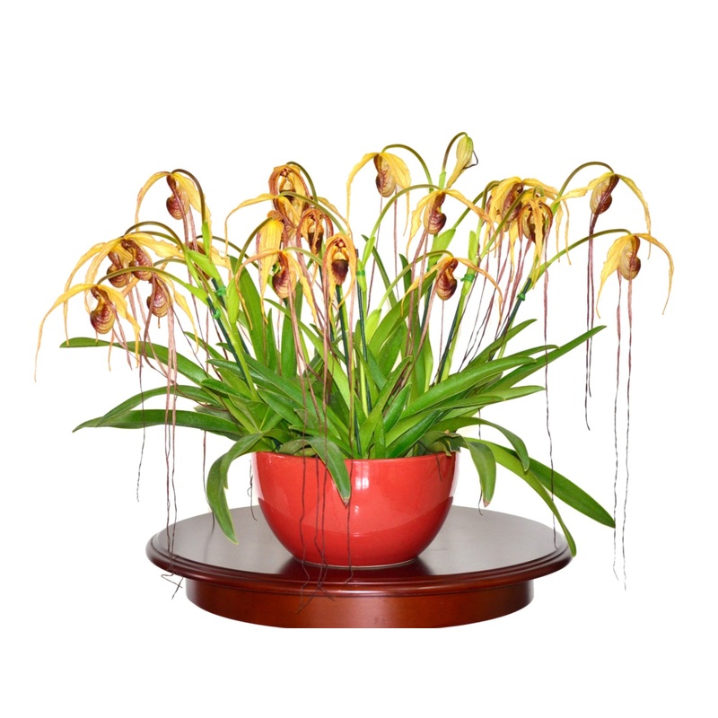 Phragmipedium humboldtii ‘Fortuna’