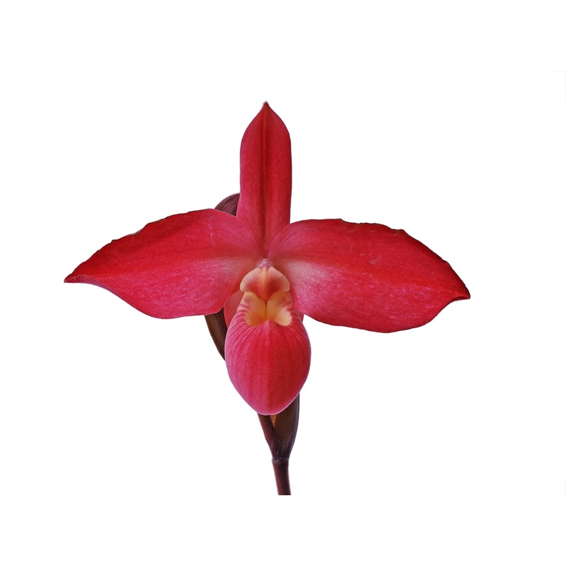 Phragmipedium Peruflora’s Cirila Alca