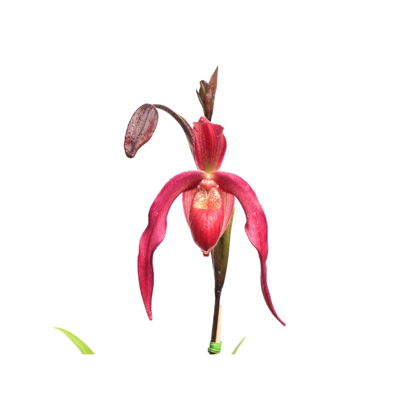 Phragmipedium Ruby Slippers