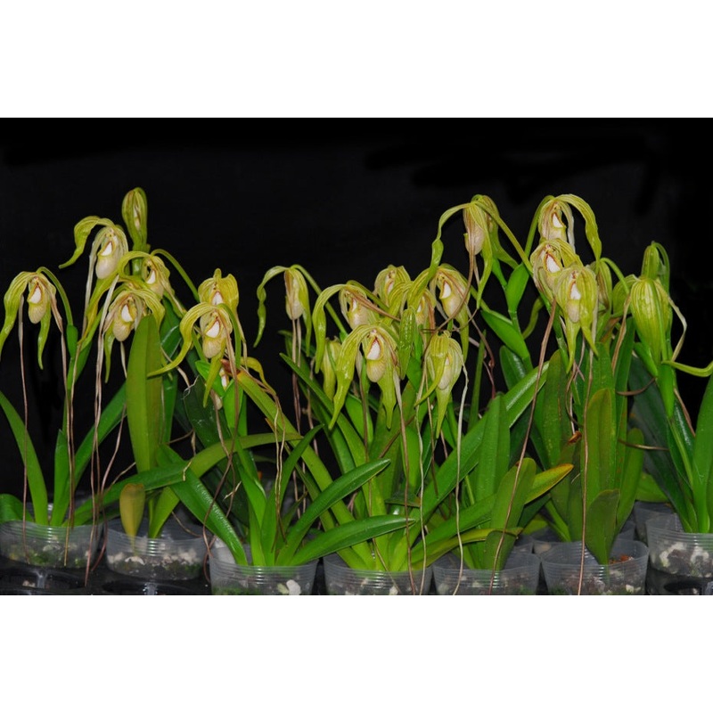 Phragmipedium warszewiczianum var wallisii
