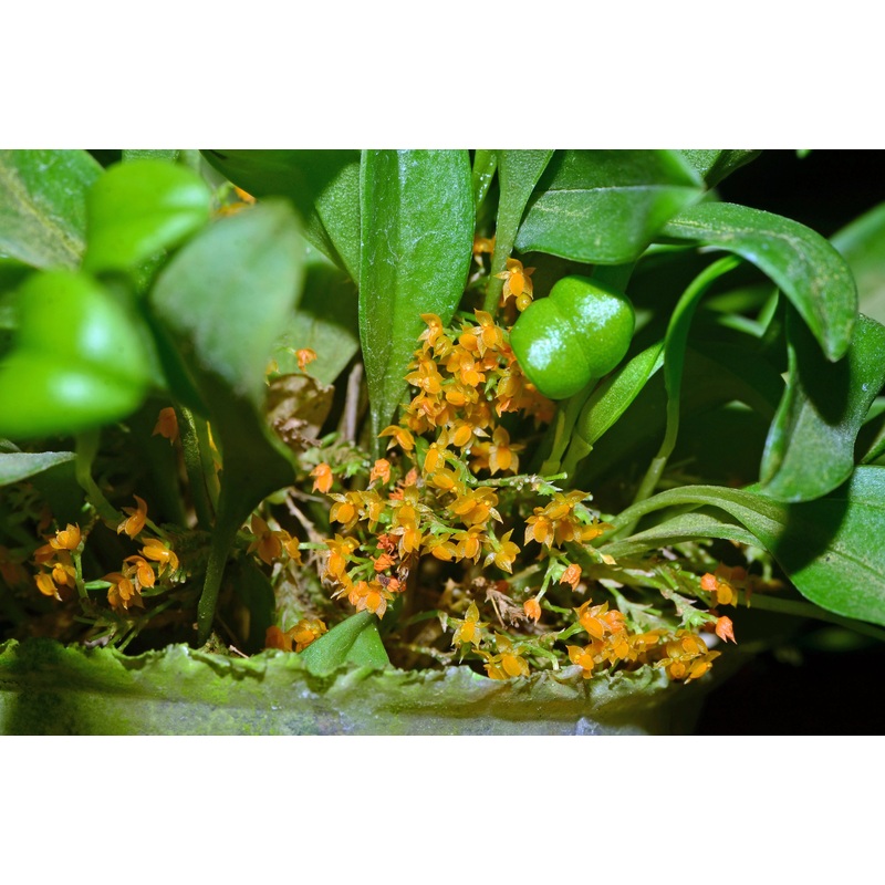 Platystele reflexa