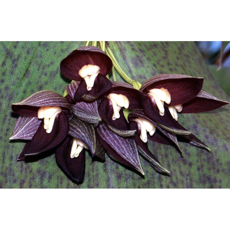 Pleurothallis teaguei