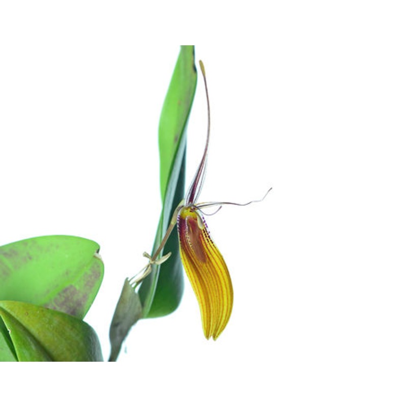 Restrepia brachypus