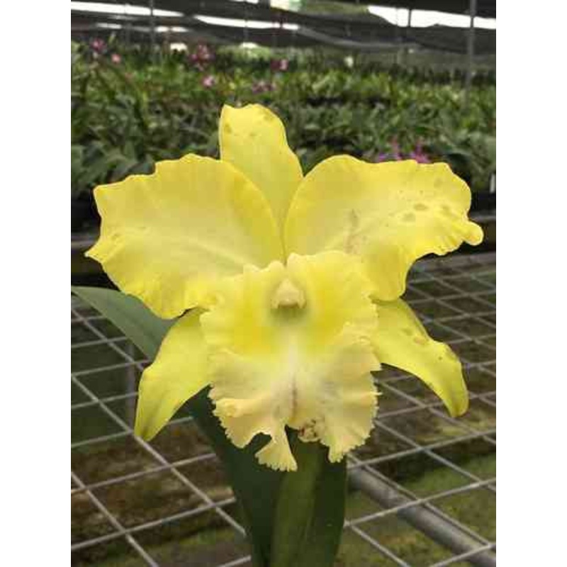 Rhyncholaeliocattleya Ingrid de Portilla