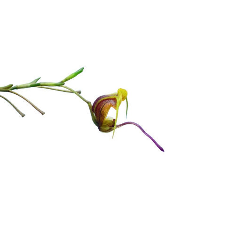 Scaphosepalum breve f. xanthinum