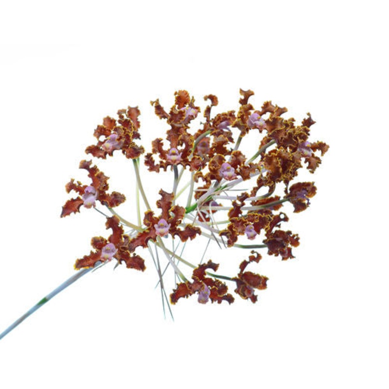 Schomburgkia crispa