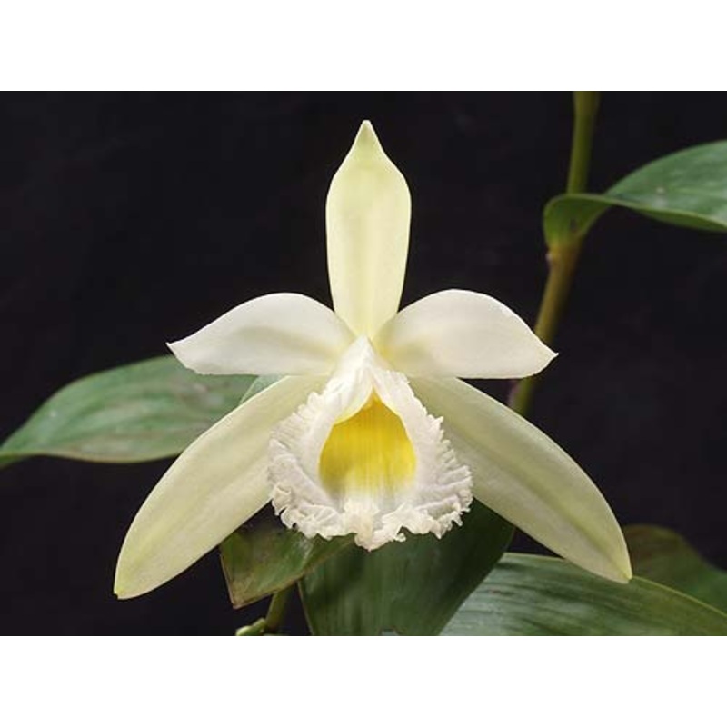 Sobralia macrophylla