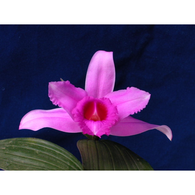 Sobralia yauaperyensis