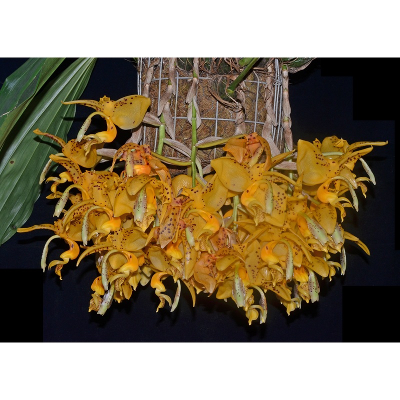 Stanhopea jenischiana