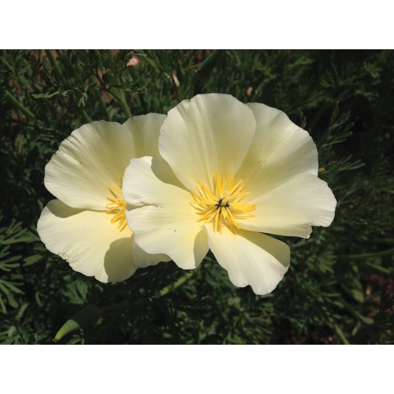 White Linen California Poppy