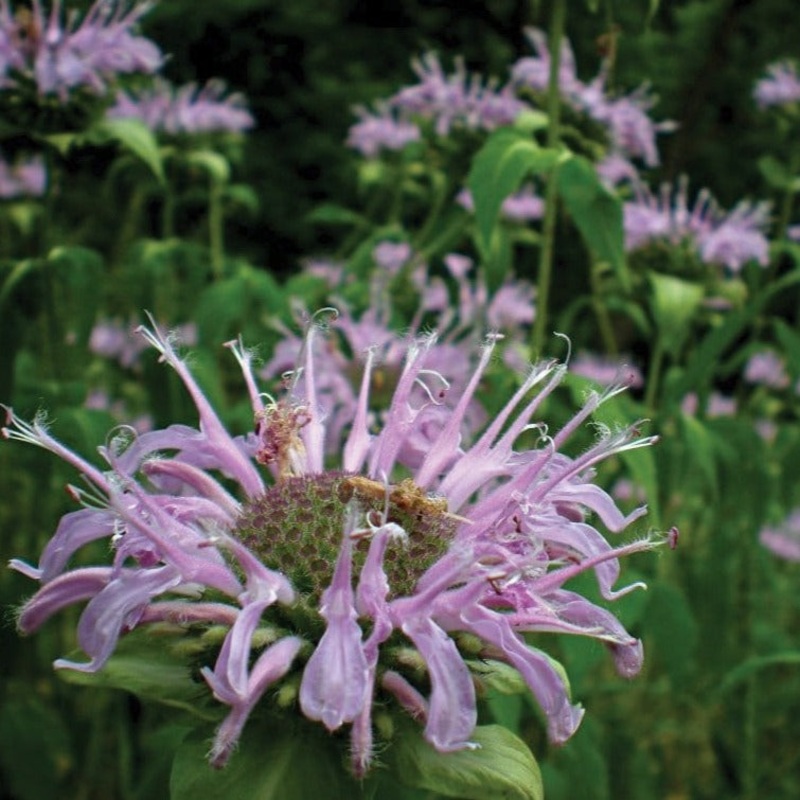 Wild Bergamot Bee Balm