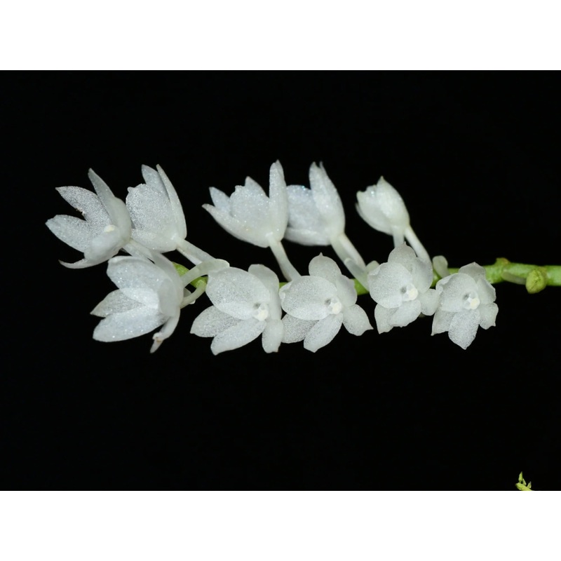 Aerangis pumilio