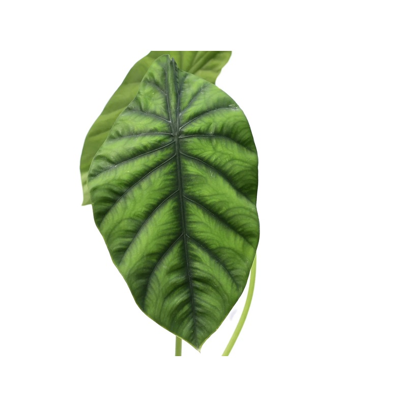 Alocasia clypeolata
