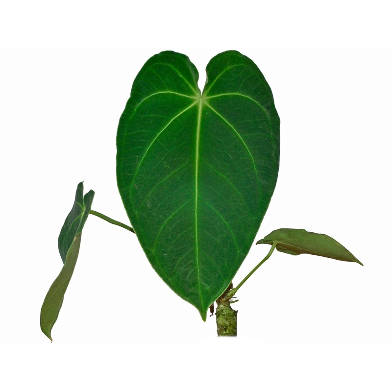 Anthurium angamarcanum cf