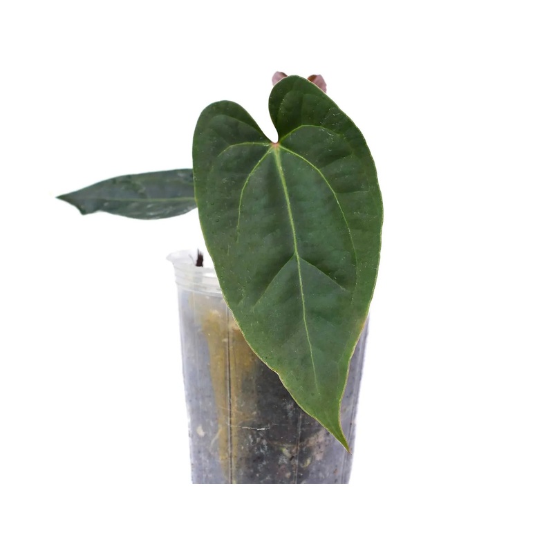 Anthurium besseae aff x Anthurium sagittatum