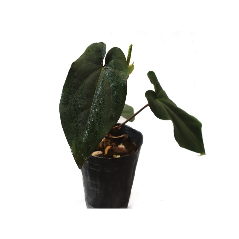 Anthurium Eureka x Anthurium dressleri