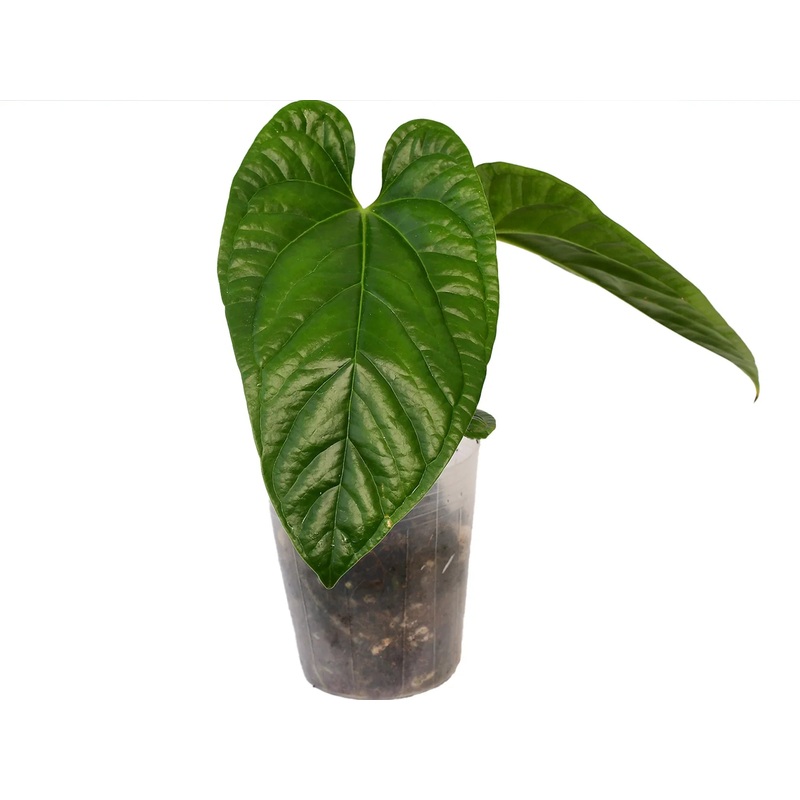 Anthurium insigne cf x Anthurium luxurians