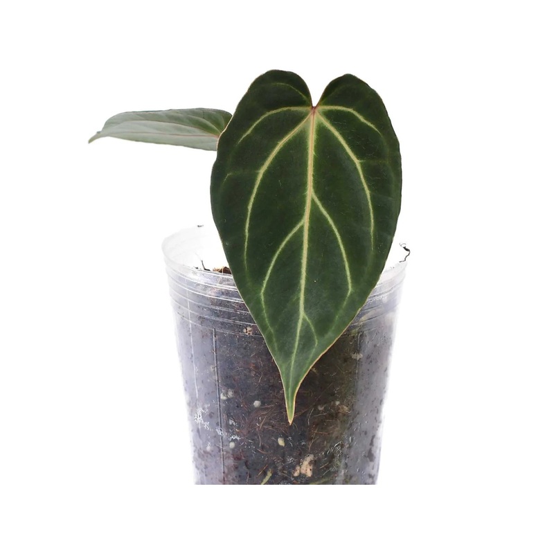 Anthurium Magnificent Girl x Anthurium besseae aff ‘Inverse crossing’