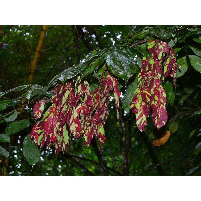 Browneopsis ucayalina