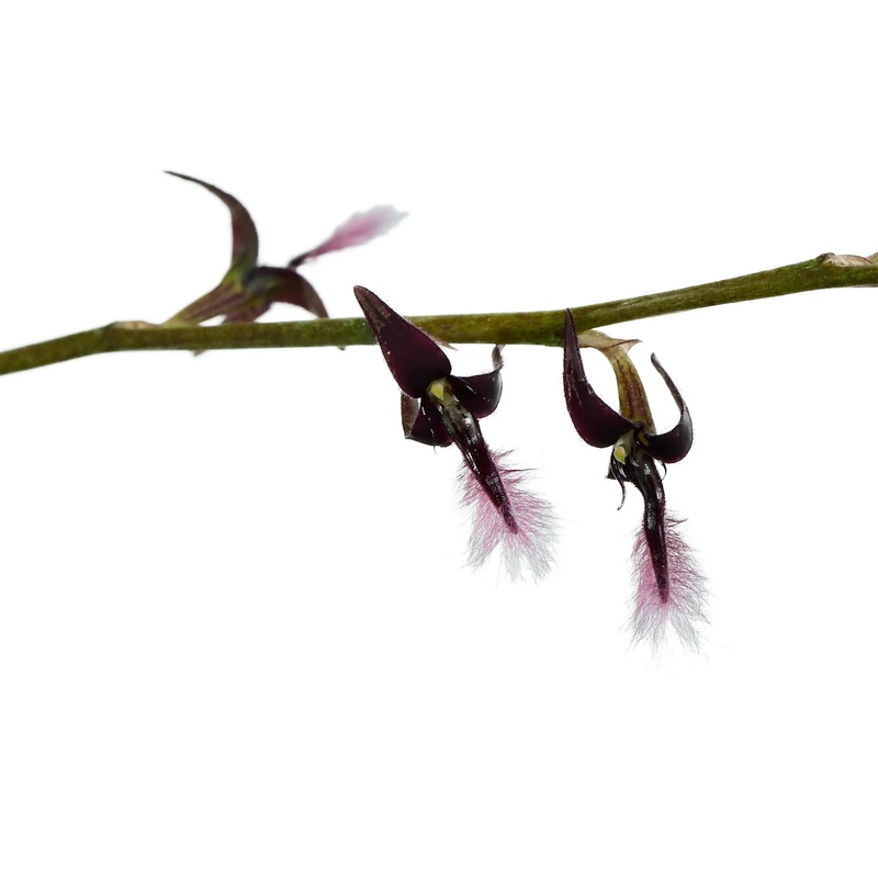 Bulbophyllum saltatorium var. albociliatum
